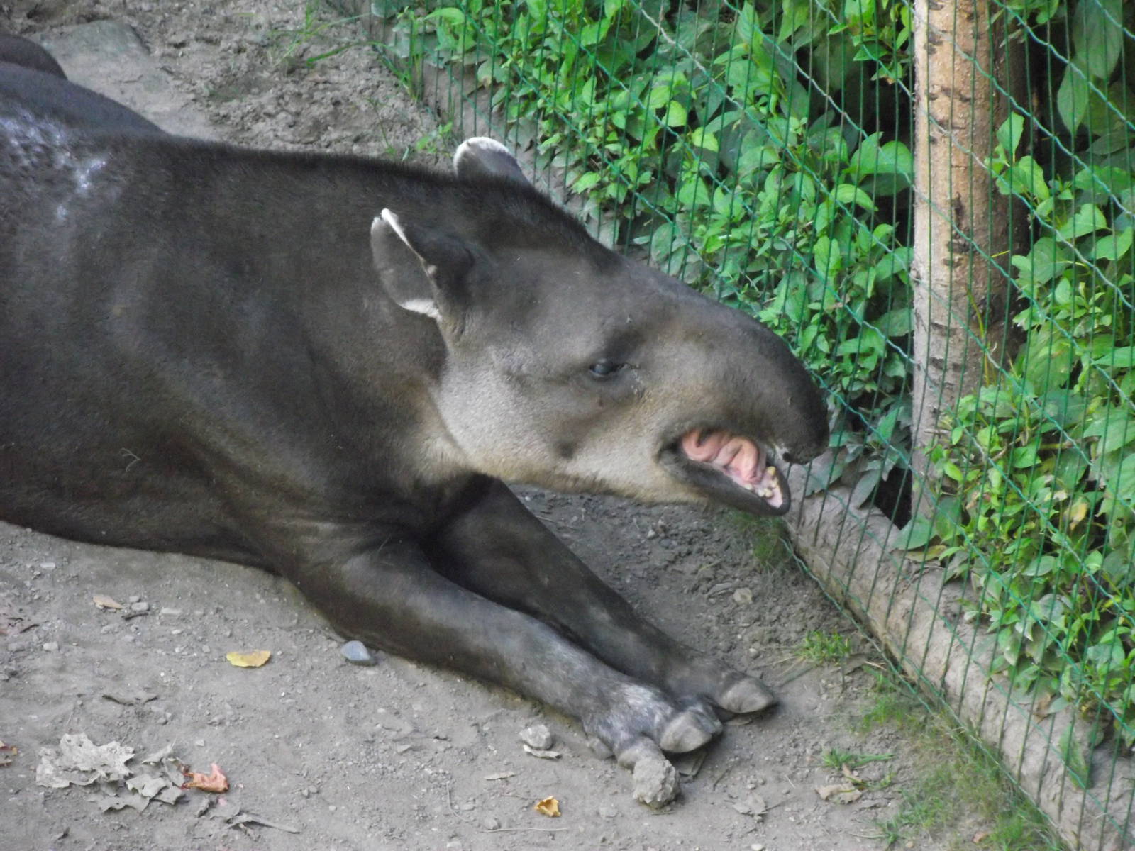 brazilian tapir 140911