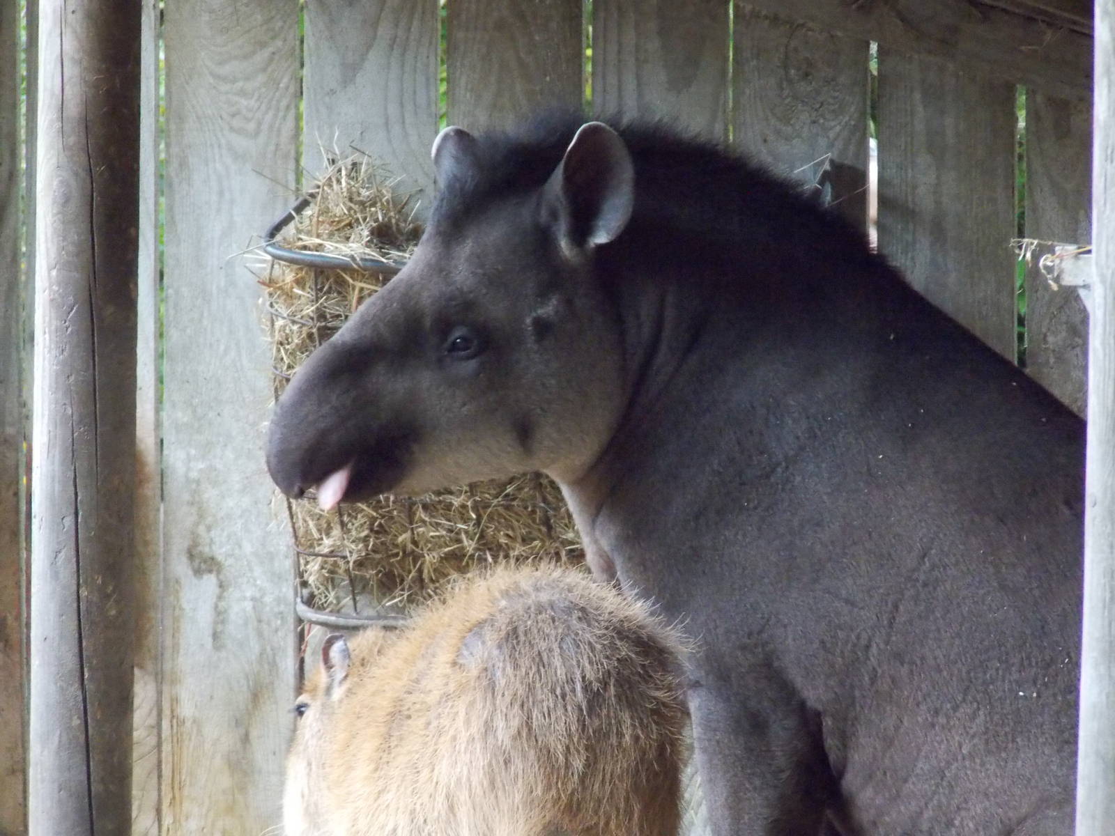 Brazilian Tapir 18/5/13