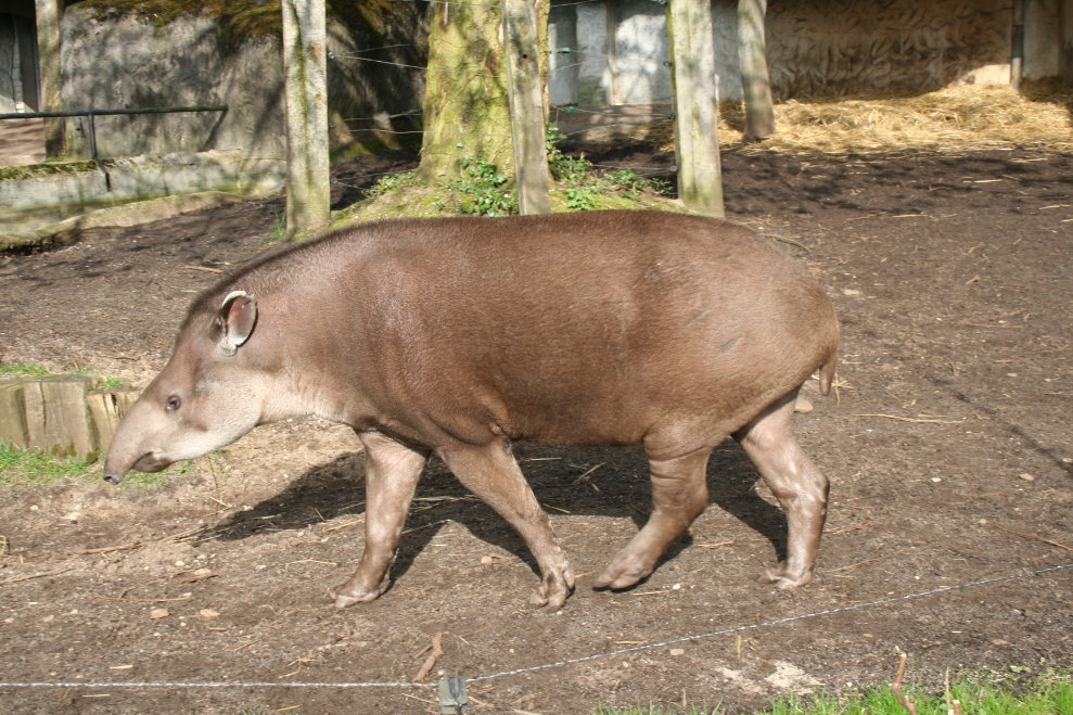 brazilian tapir 2