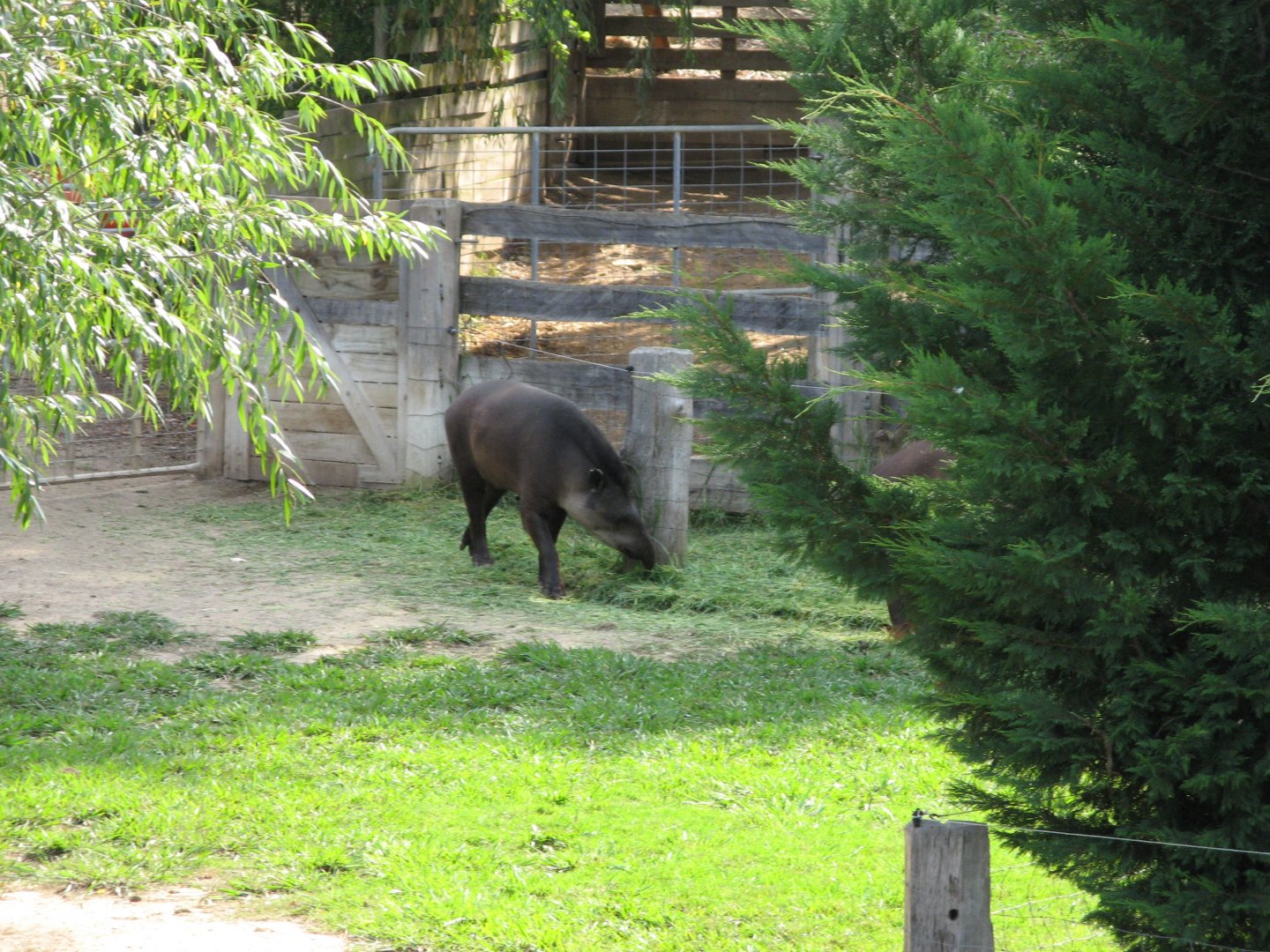 Brazilian Tapir (2007)