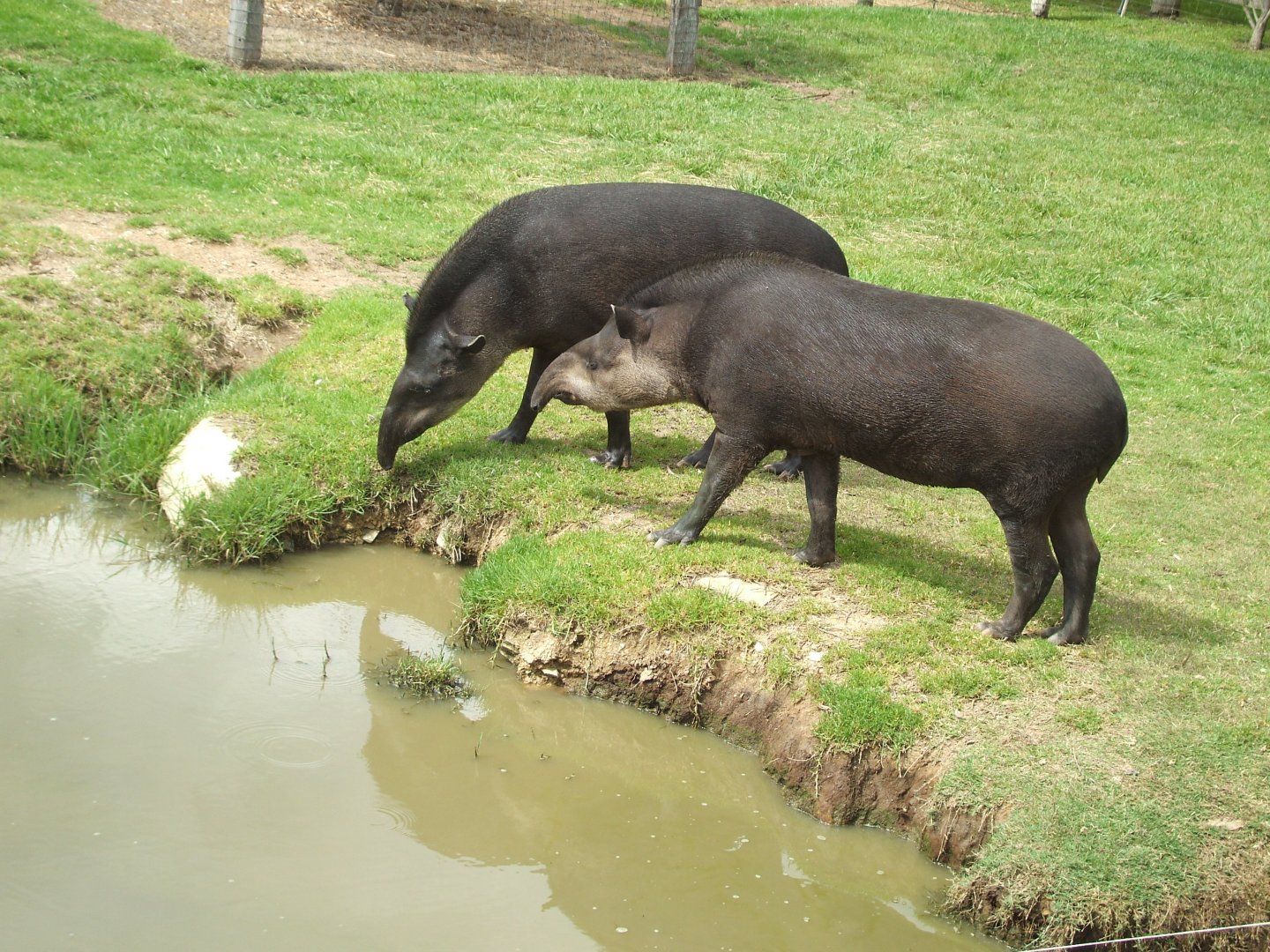 Brazilian Tapir, 2010