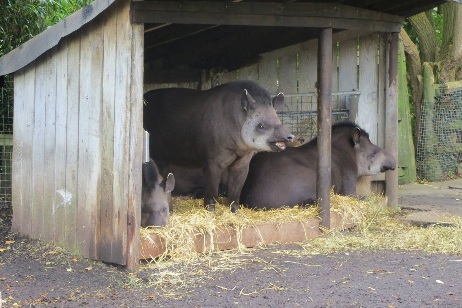 brazilian tapir 201013