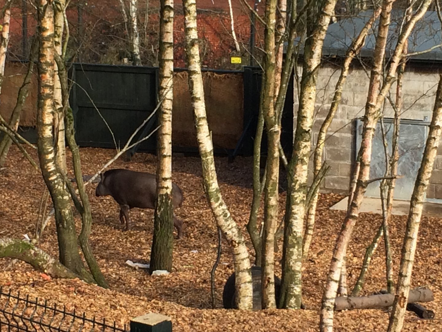 Brazilian tapir (2016)