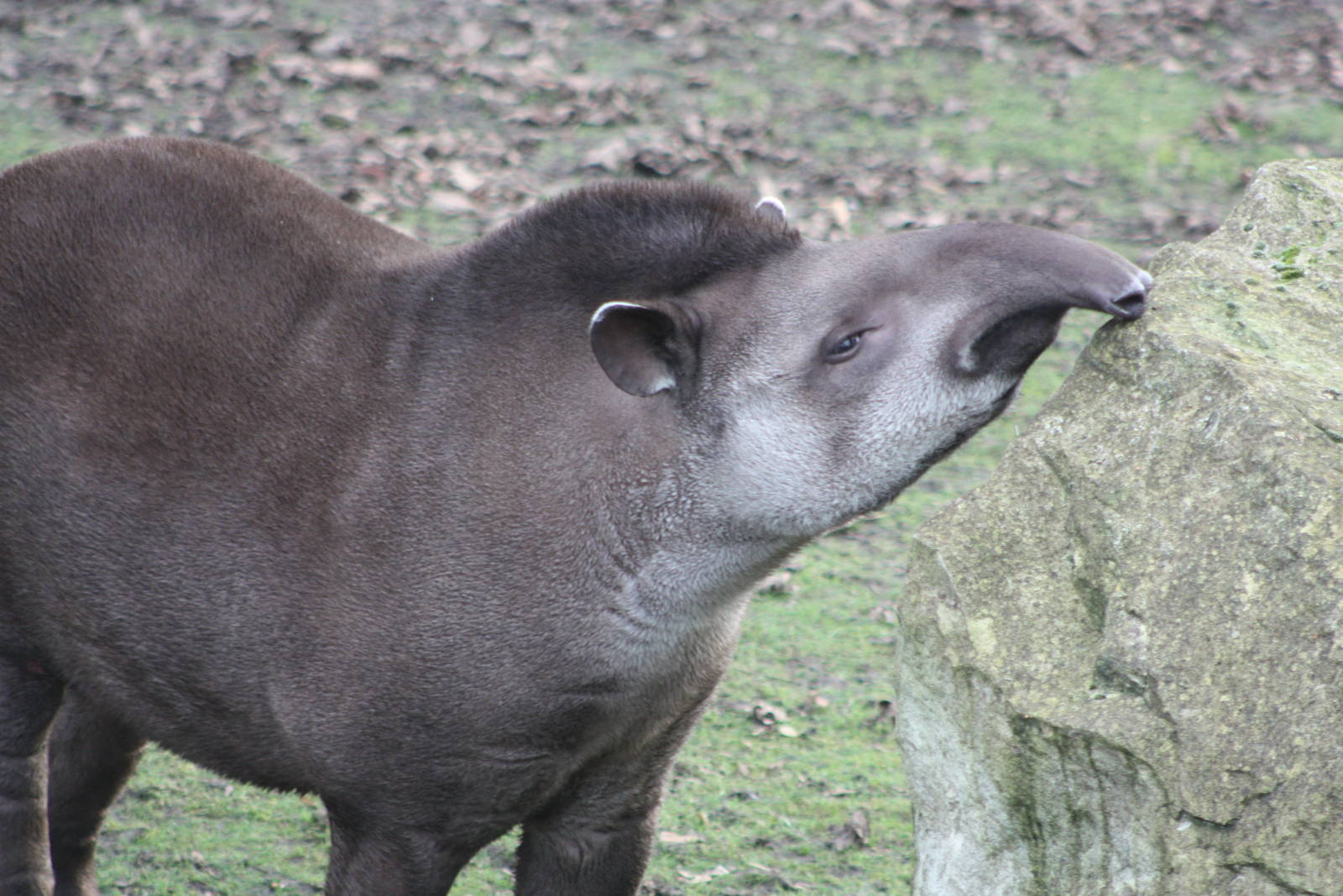 Brazilian Tapir, 22nd December 2014