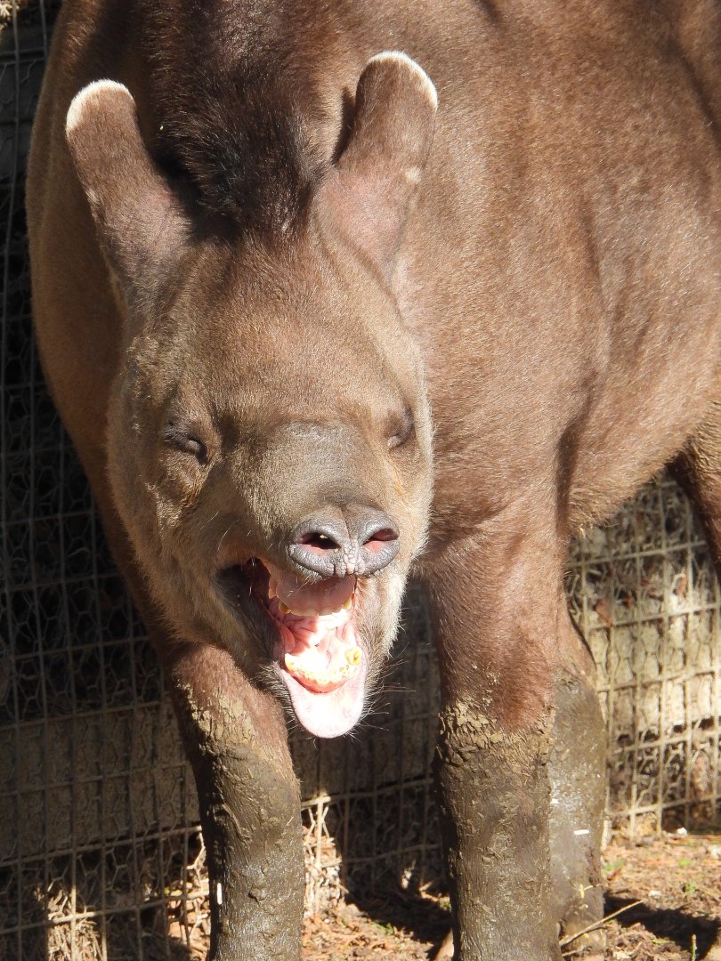 Brazilian Tapir- 24th February 2024