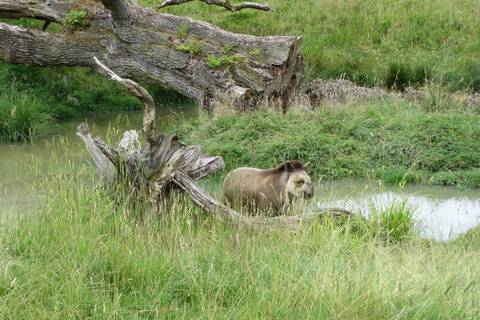 Brazilian Tapir 270713