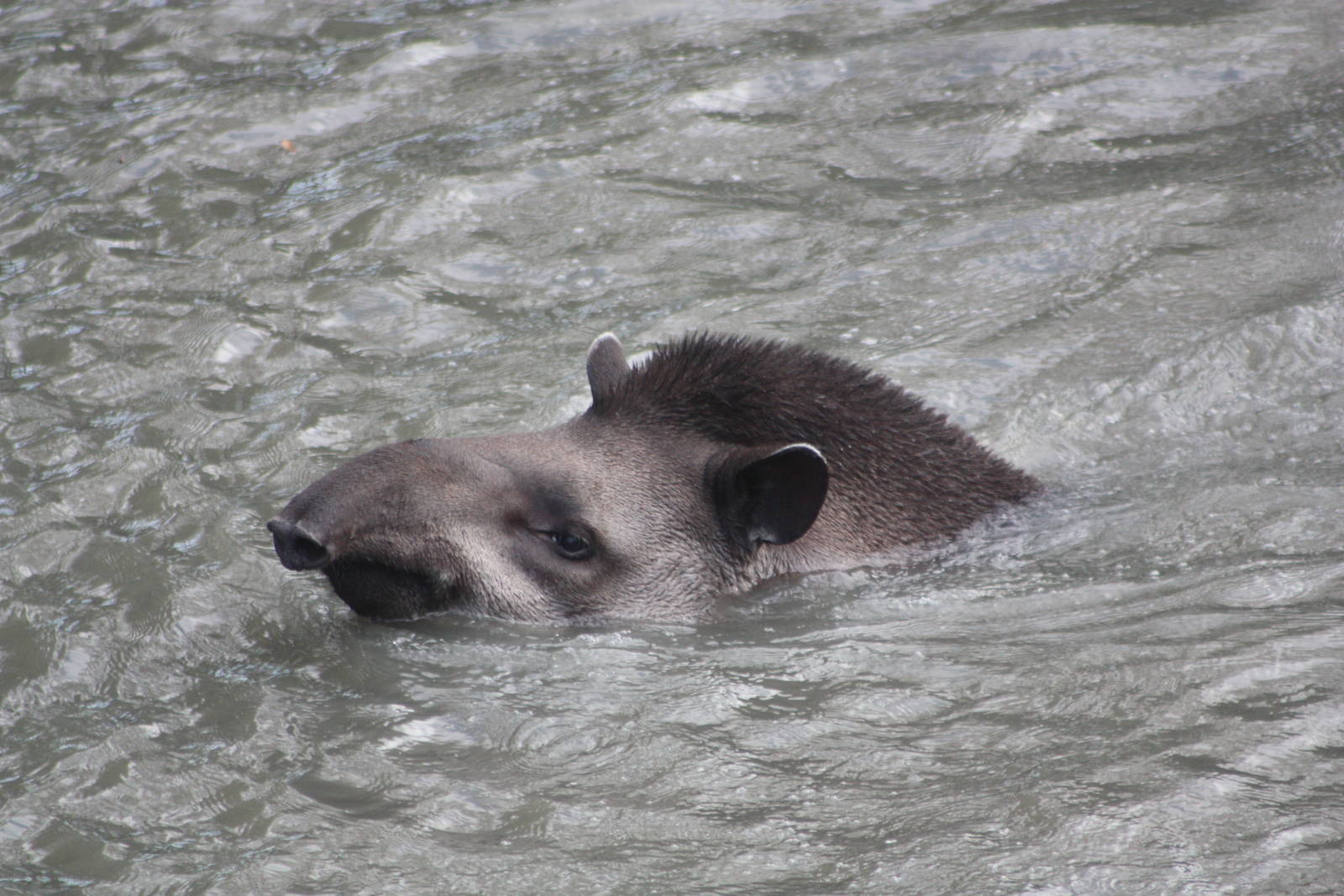 Brazilian Tapir, 27th October 2014