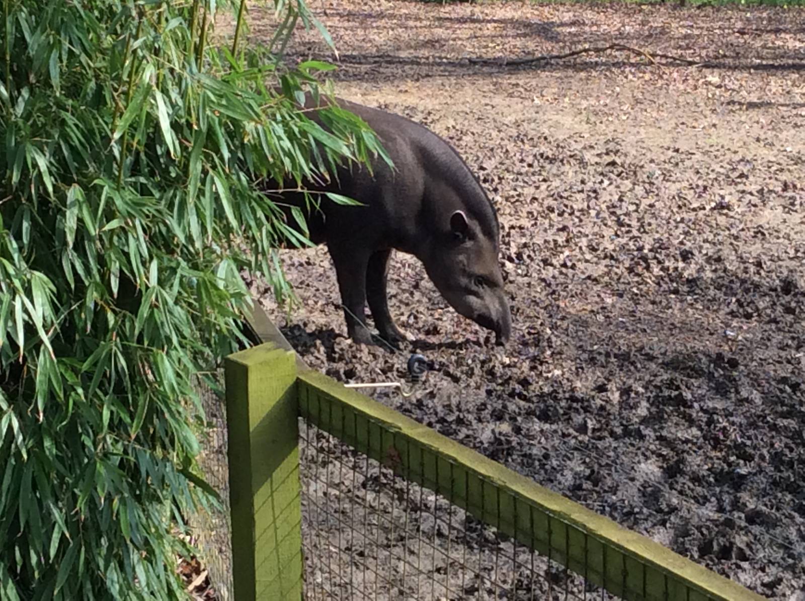 Brazilian Tapir 300314