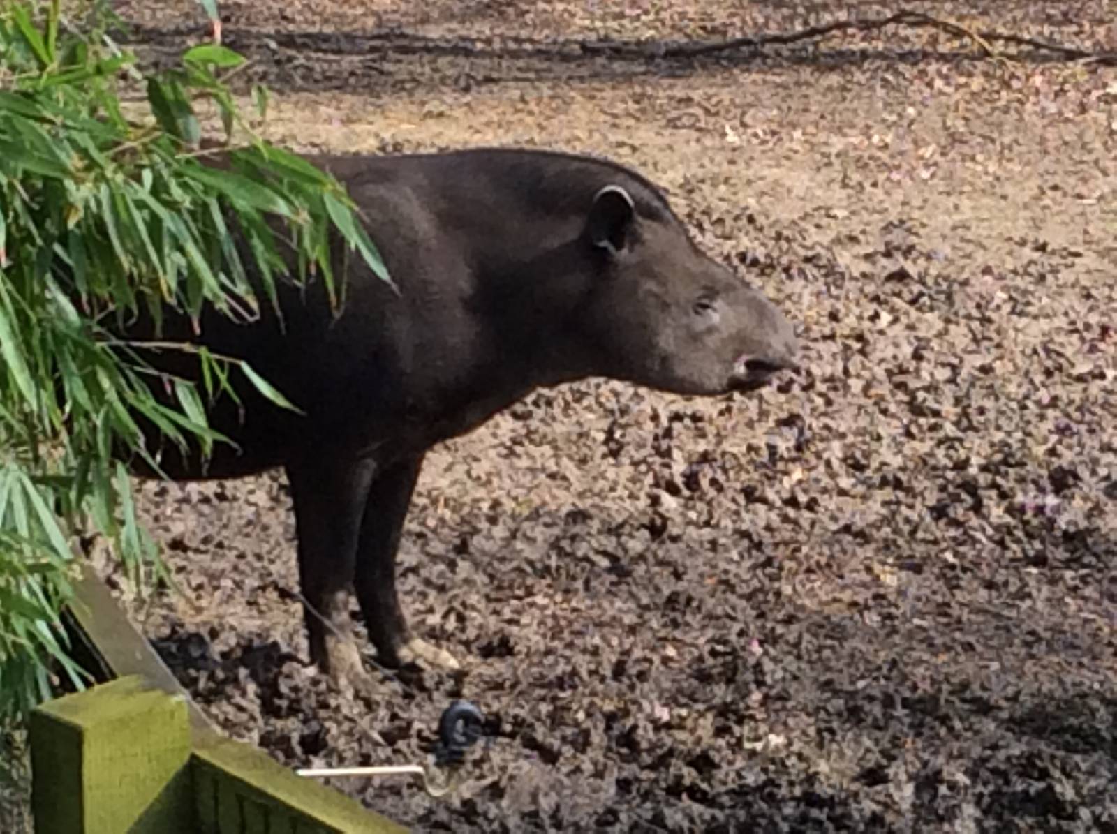 Brazilian Tapir 300314