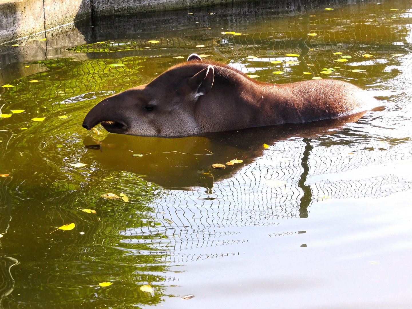 Brazilian Tapir 31 August 2025