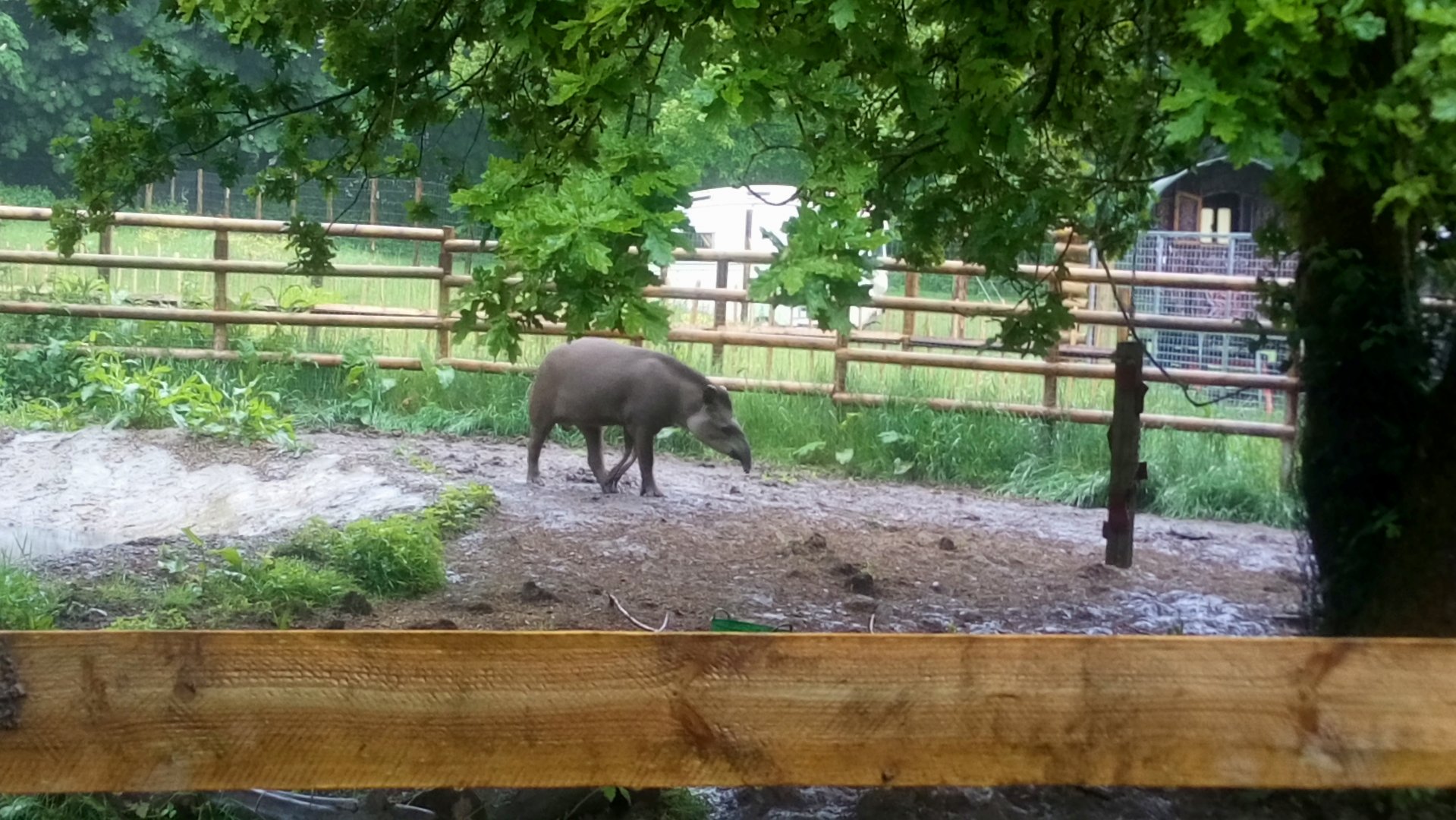 Brazilian Tapir 4/6/21