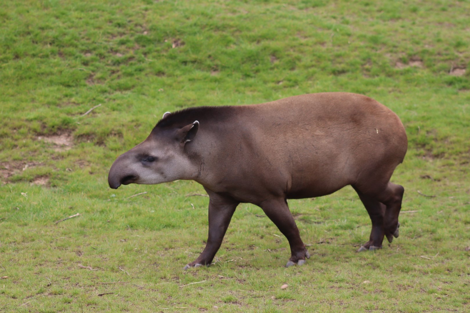 Brazilian tapir - 4 June 2022