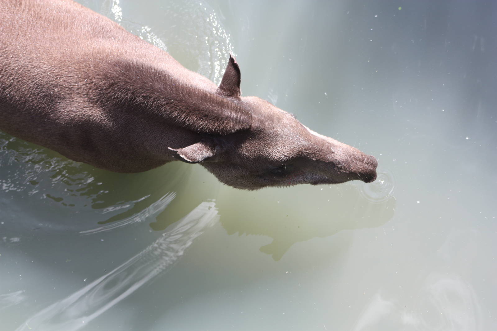 Brazilian Tapir, 4th August 2014