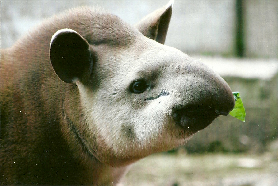 Brazilian Tapir 9th September 2012