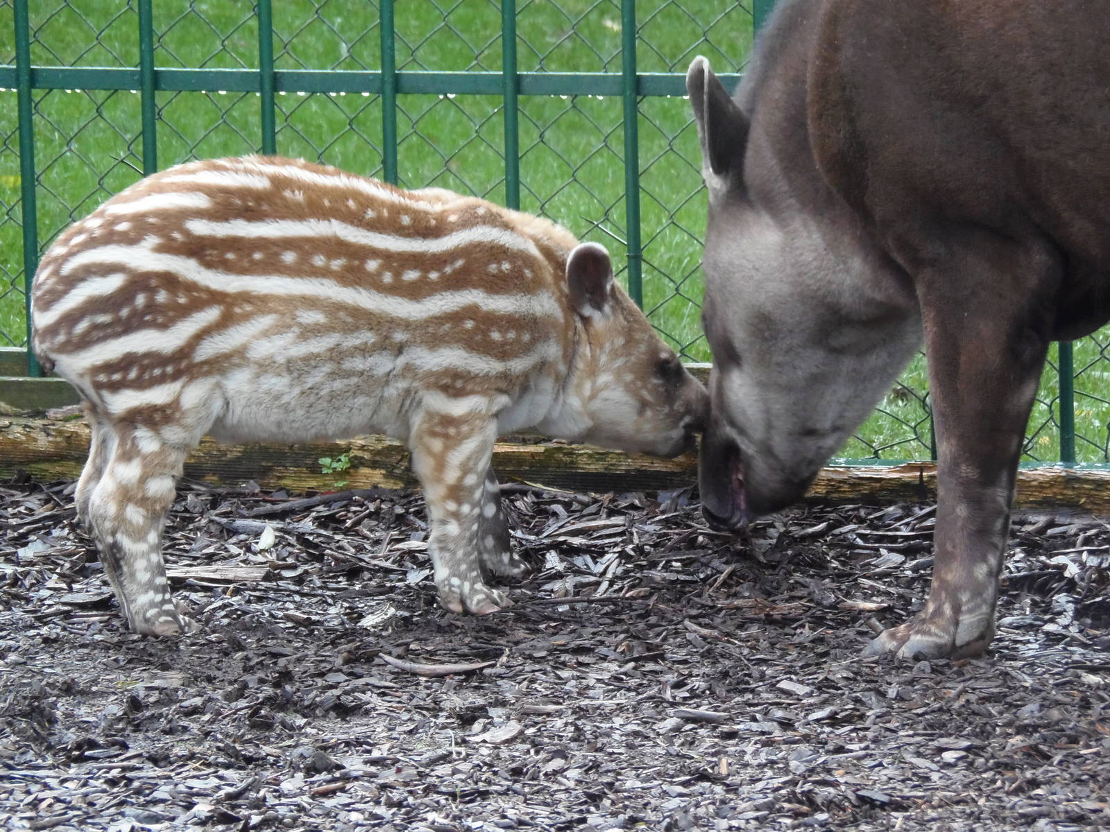 brazilian tapir 'alves'