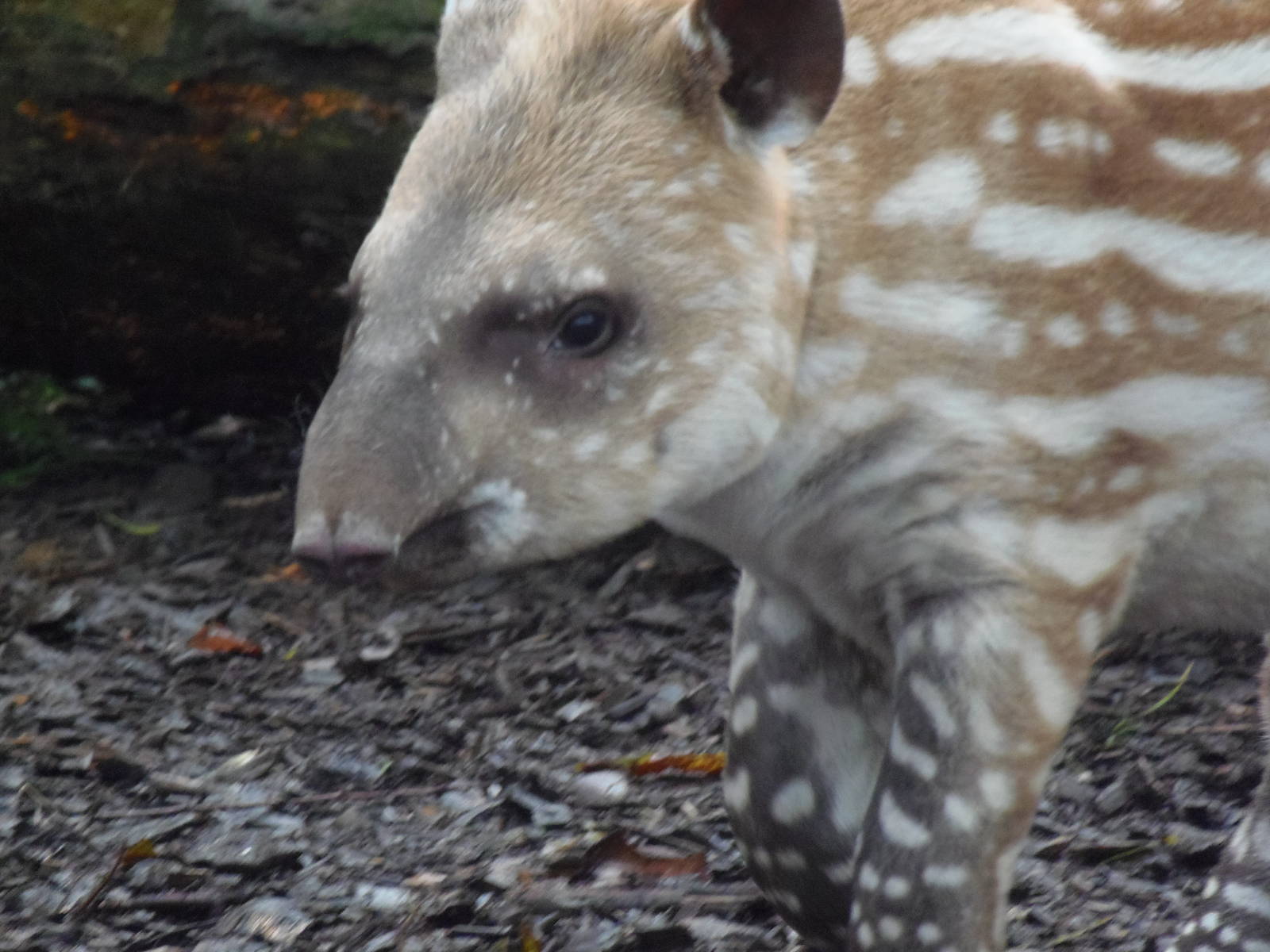 brazilian tapir 'alves'