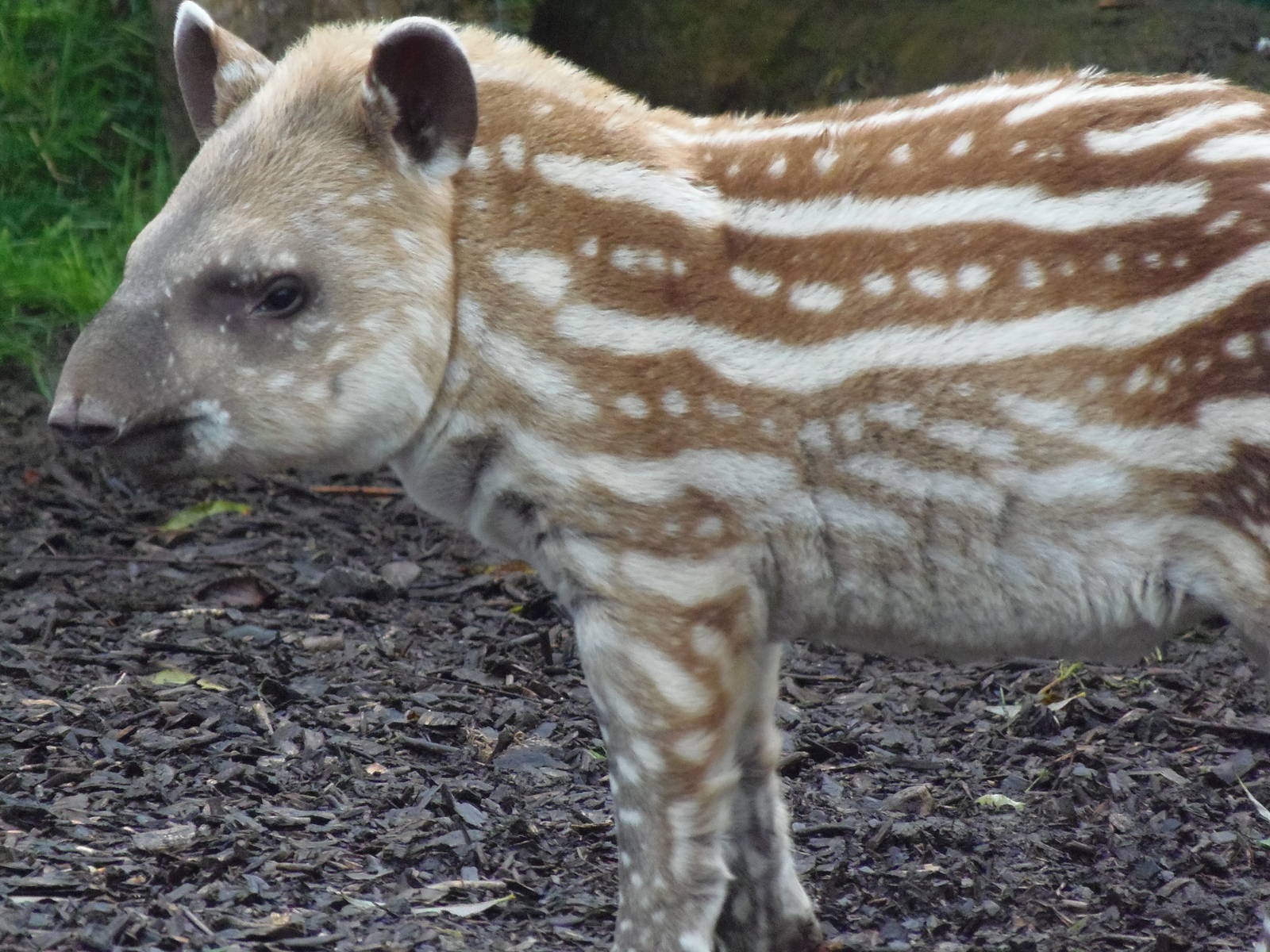 brazilian tapir 'alves'