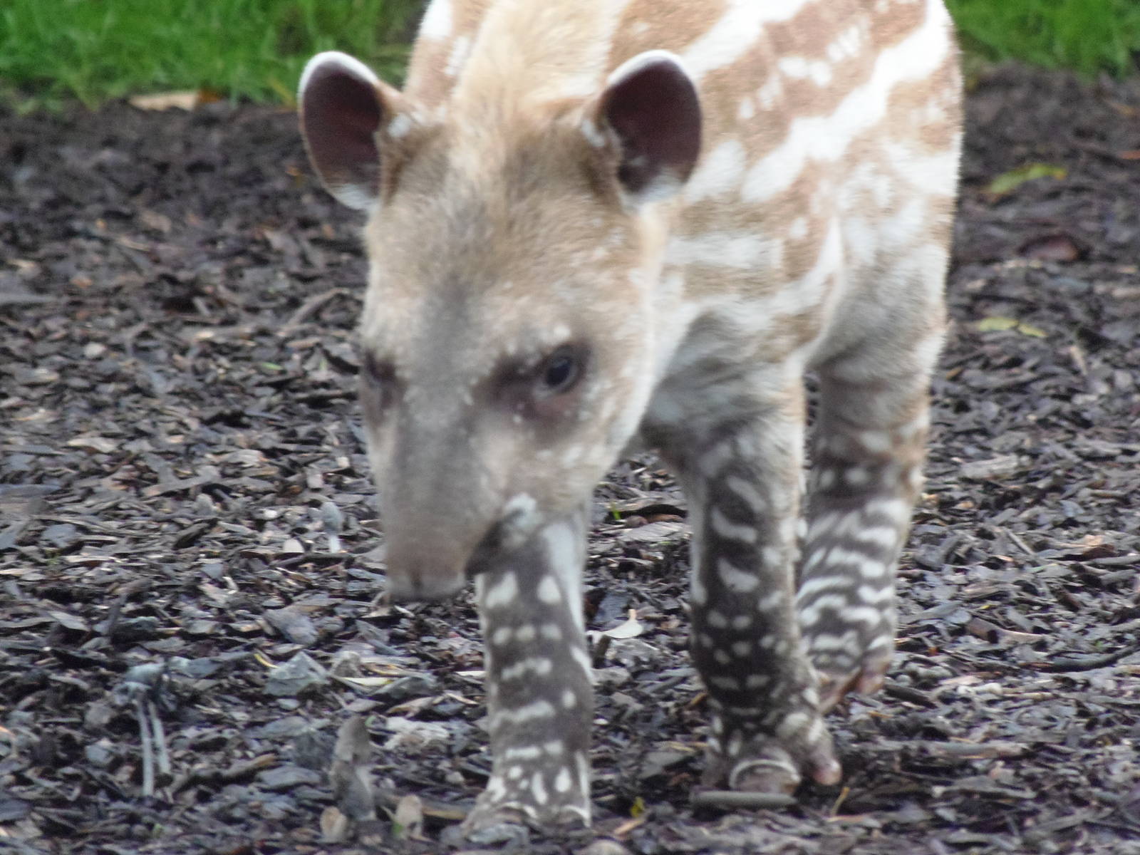 brazilian tapir 'alves'