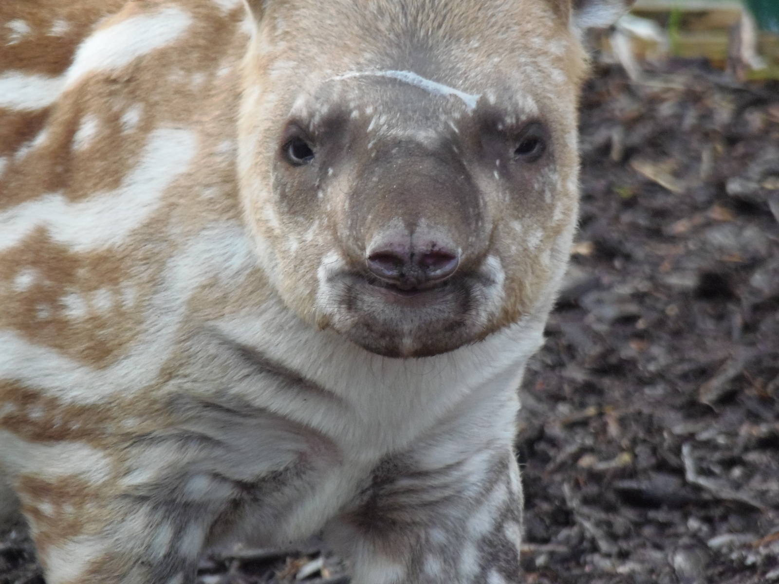 brazilian tapir 'alves'