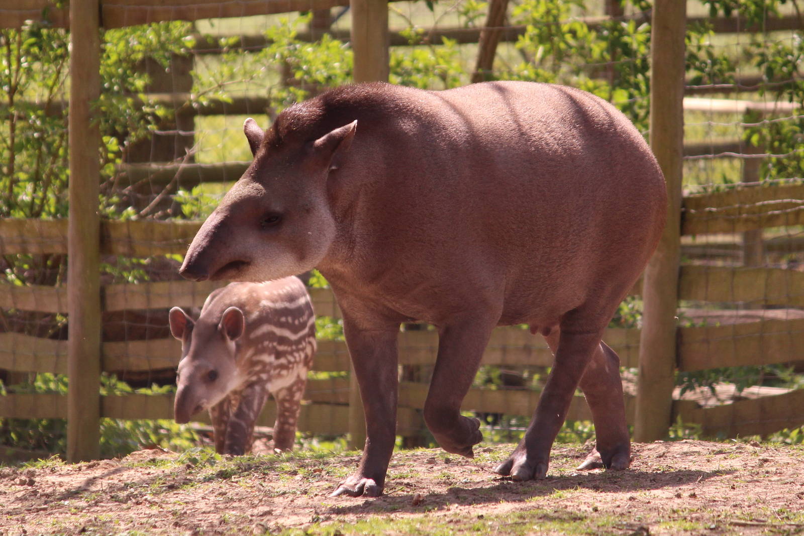 Brazilian tapir and calf, May 2013