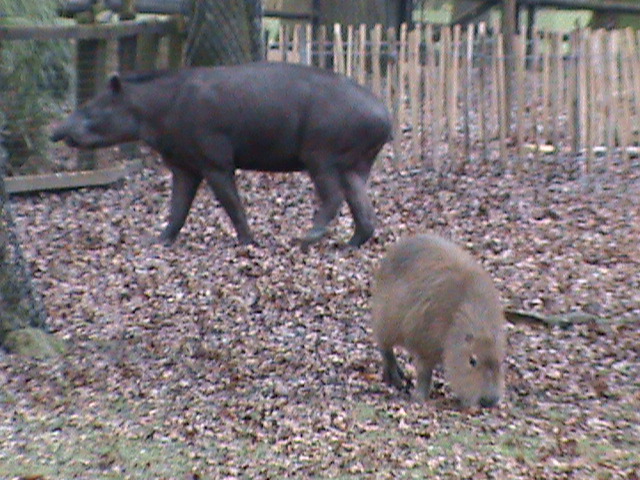 brazilian tapir and capybara 02/10