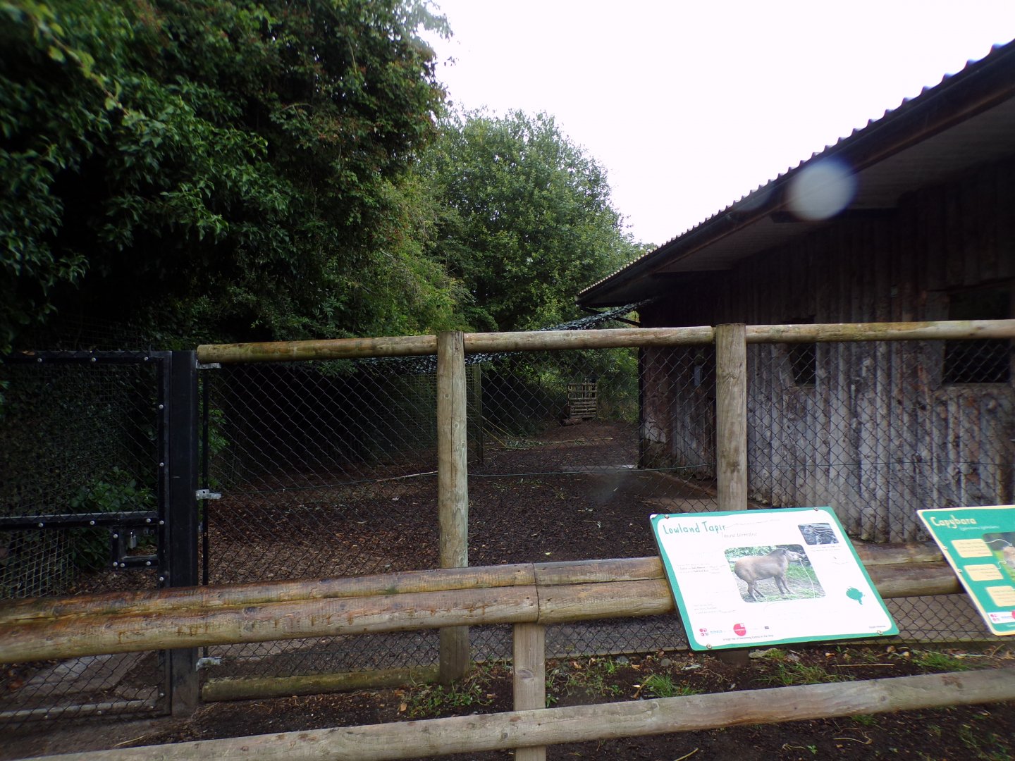 Brazilian tapir and capybara enclosure 29.6.24