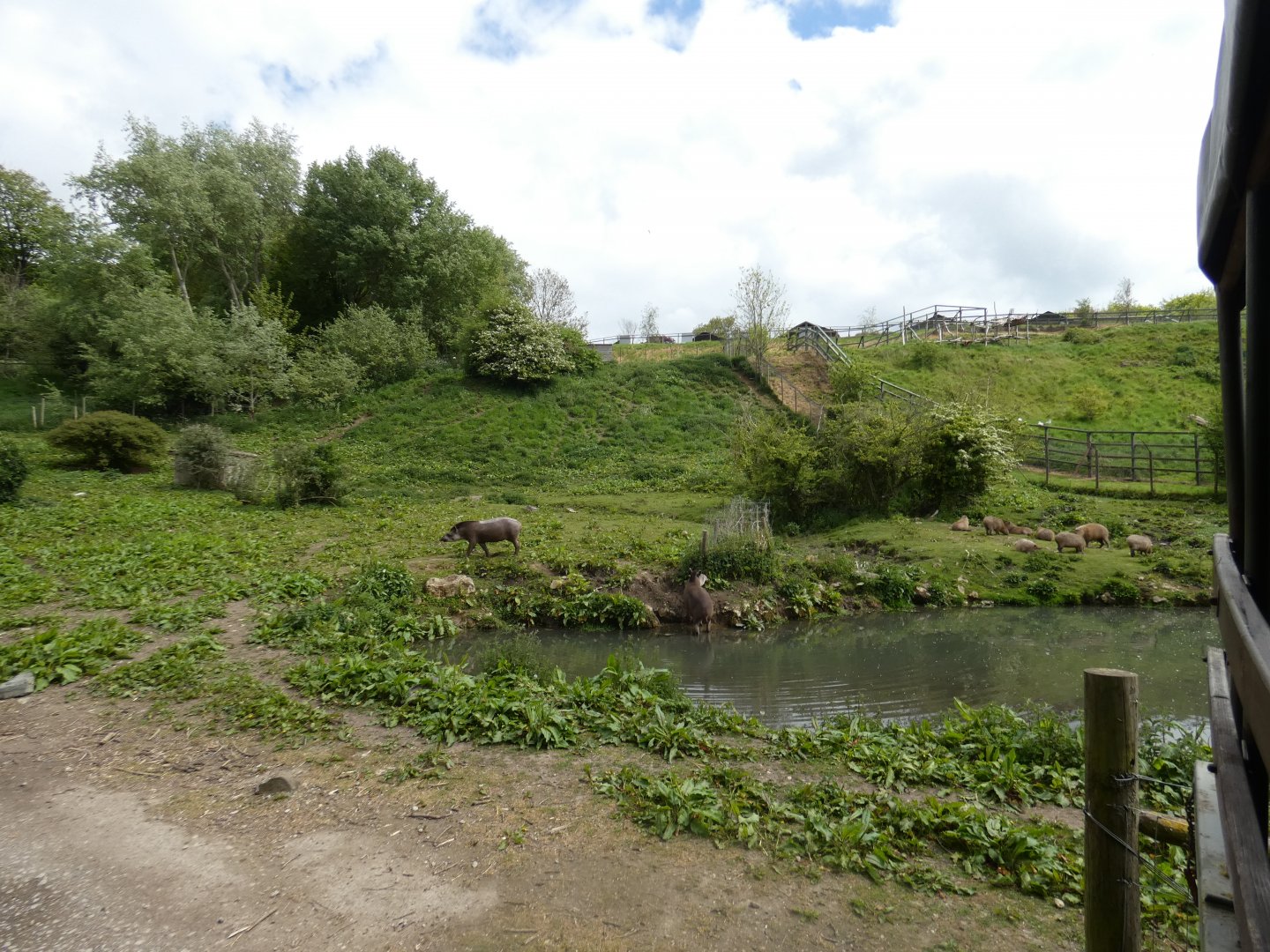Brazilian tapir and Capybara enclosure