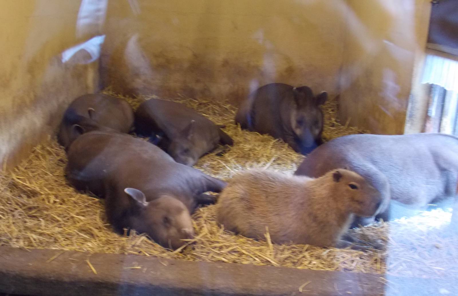 Brazilian Tapir and Capybara