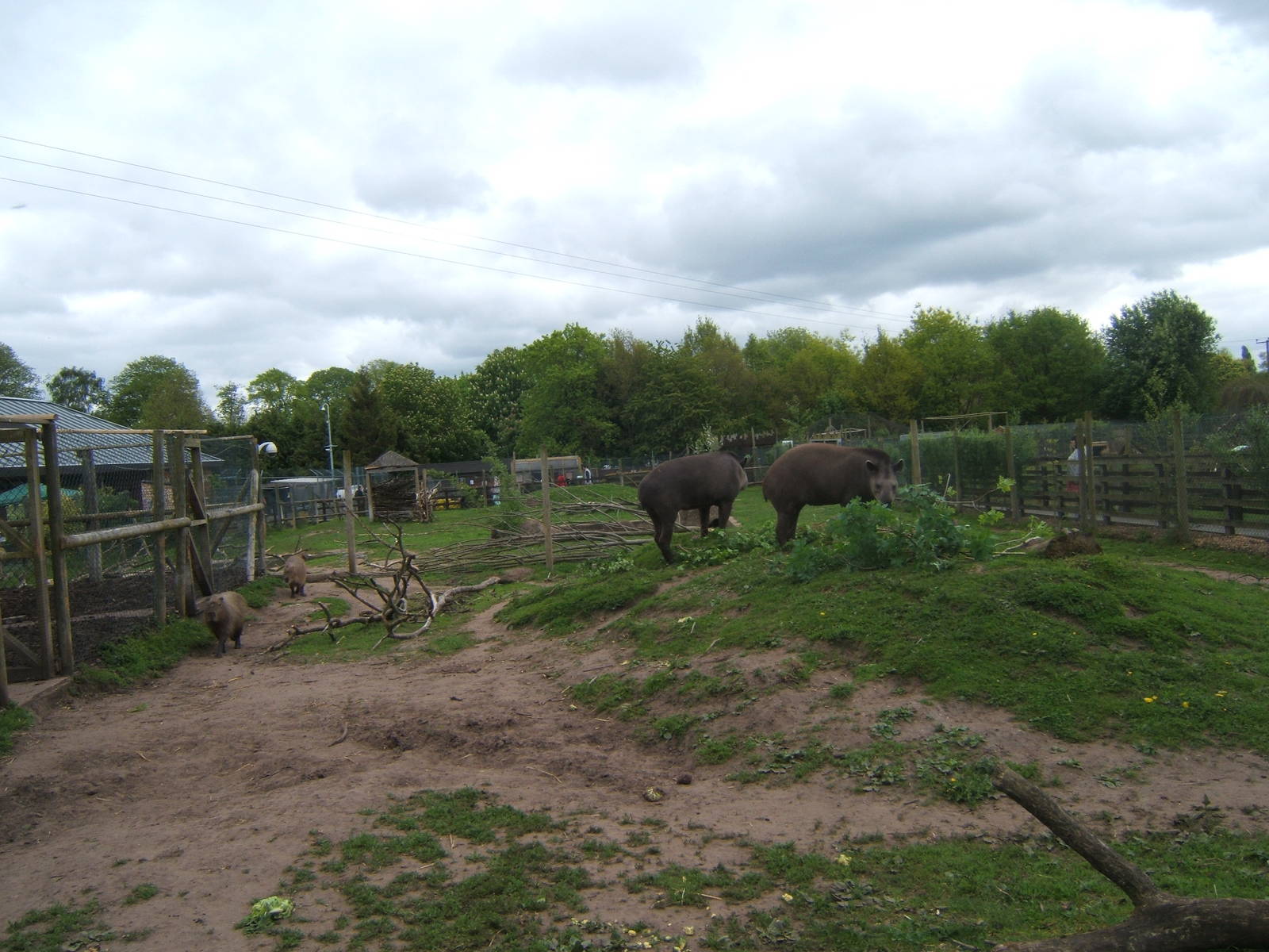 brazilian Tapir and Capybara