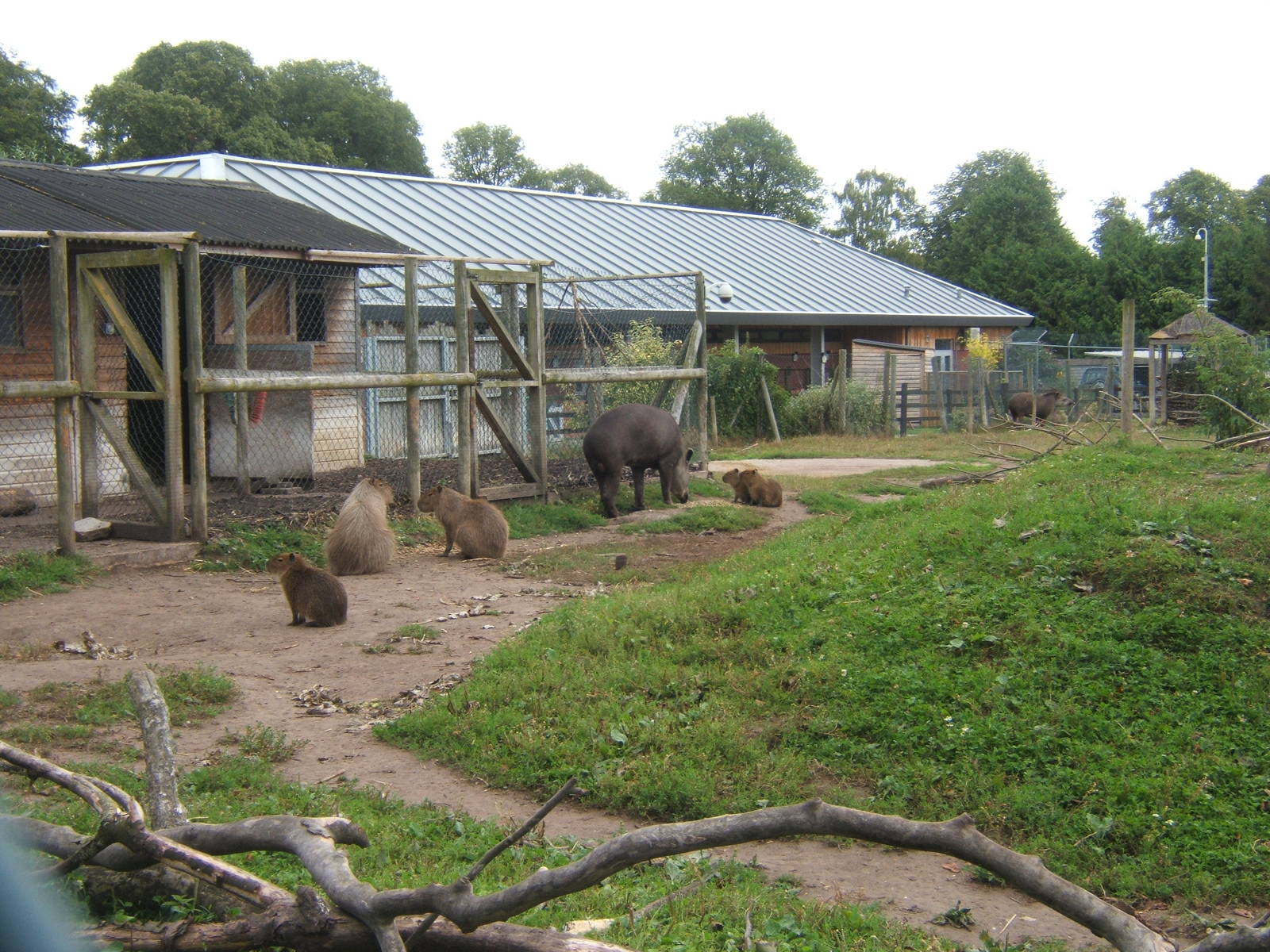 Brazilian Tapir and Capybara