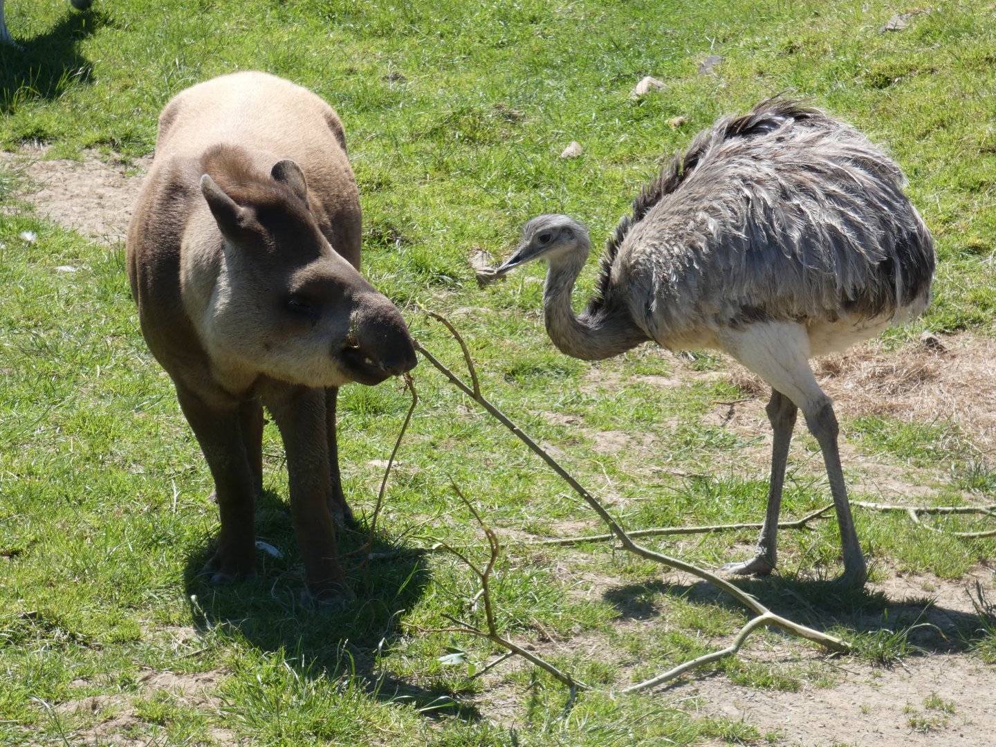 Brazilian tapir and Greater rhea