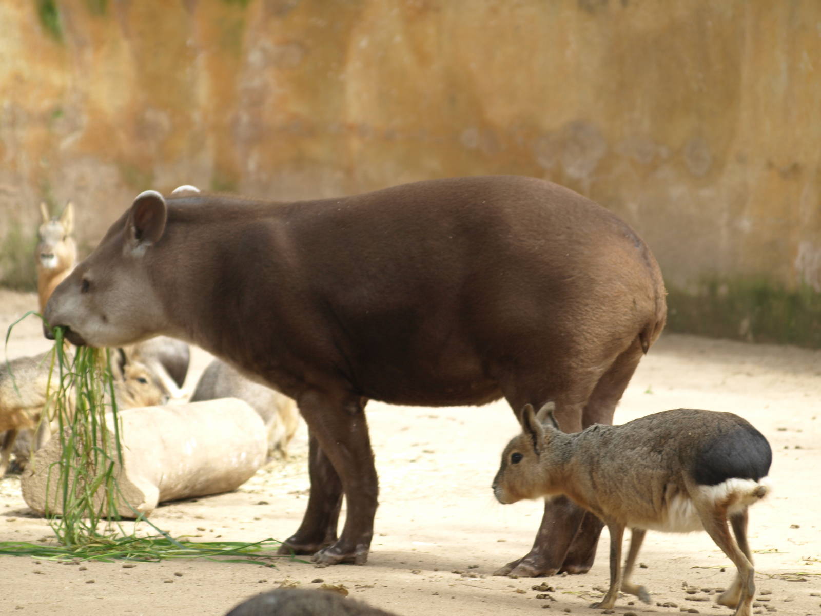 Brazilian tapir and maras