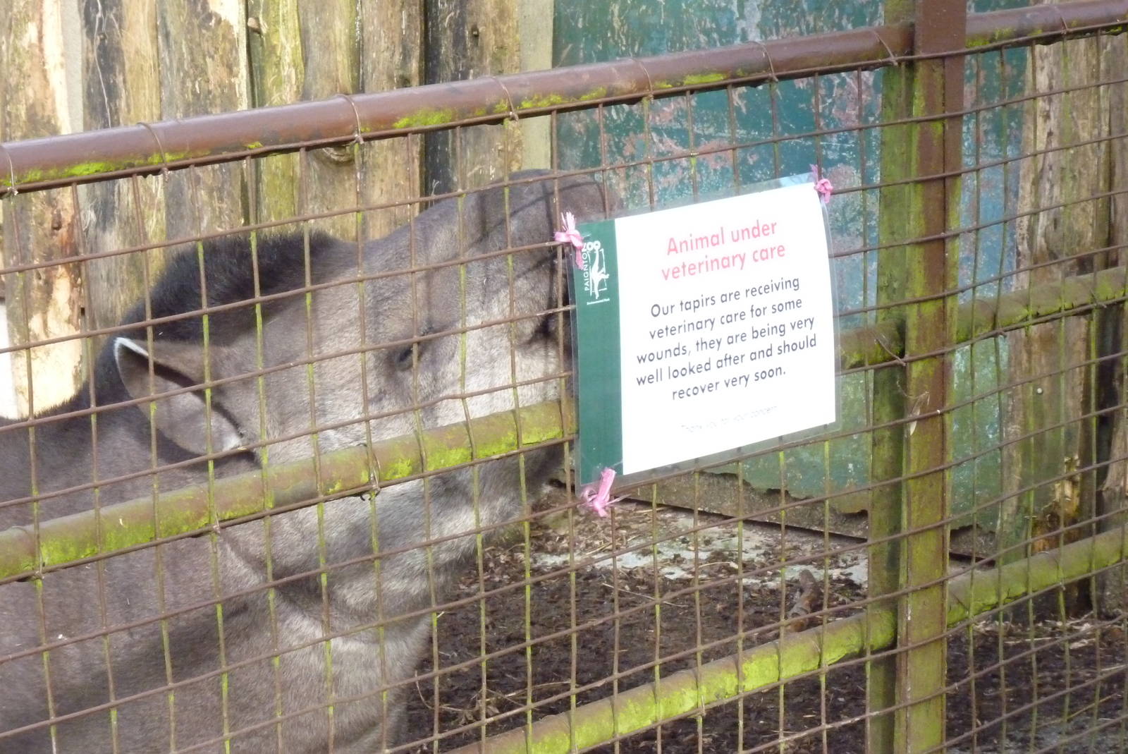 Brazilian Tapir and Sign, March 2015