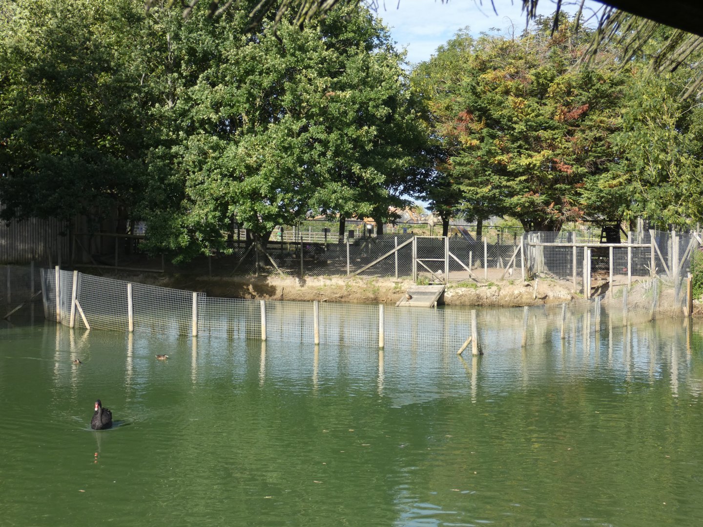 Brazilian Tapir area of the lake