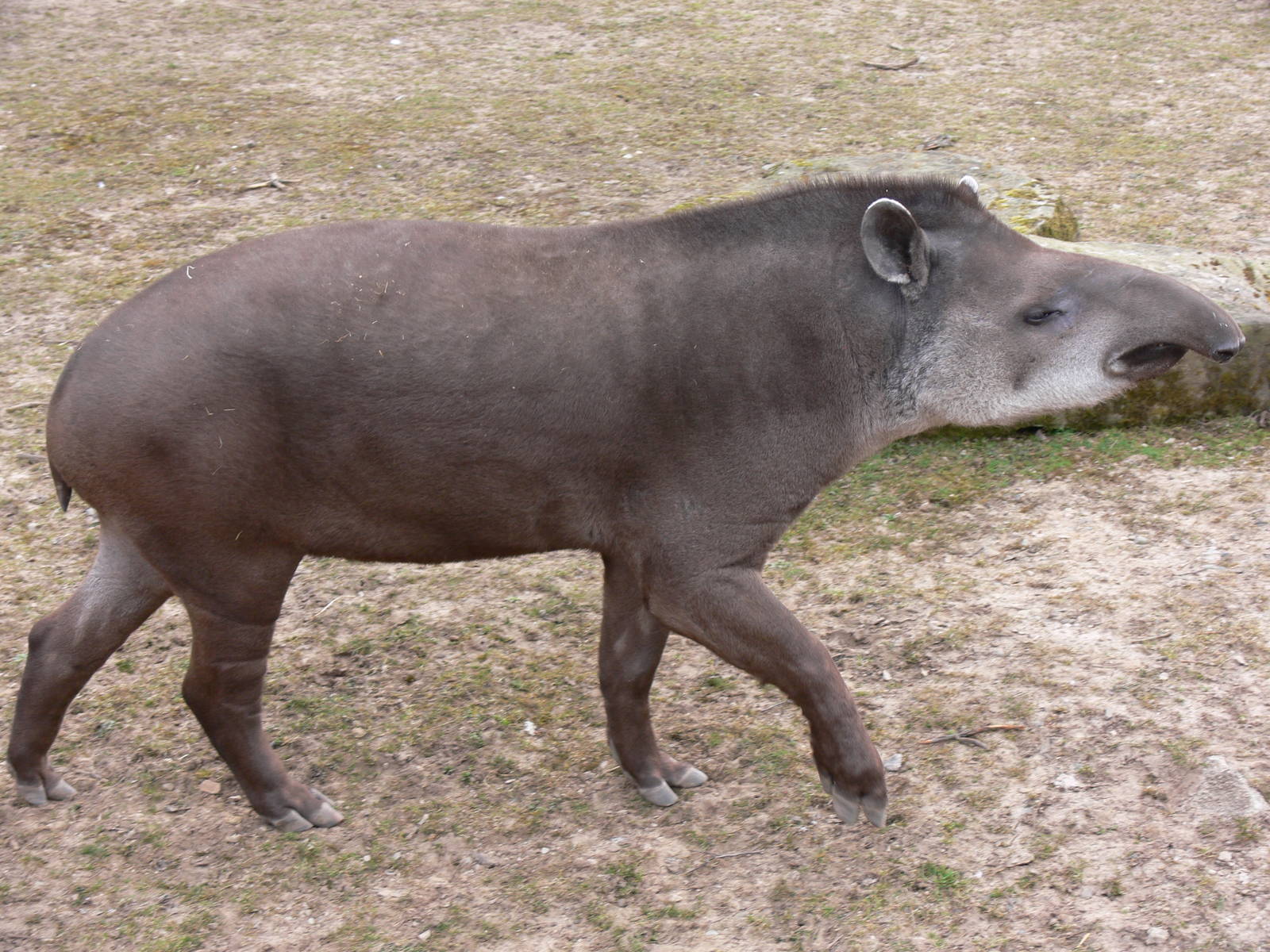 Brazilian Tapir at Blackpool Zoo, 08/04/13