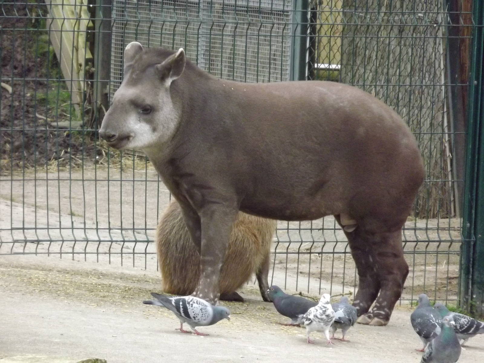 Brazilian Tapir at Blackpool Zoo 11/03/12