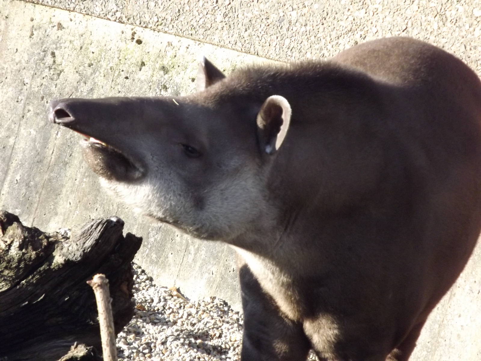 Brazilian tapir at Blackpool Zoo 15/01/12