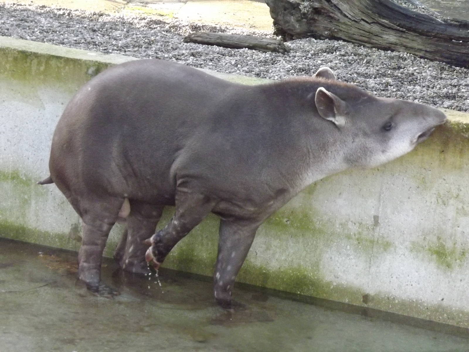 Brazilian tapir at Blackpool Zoo 15/01/12
