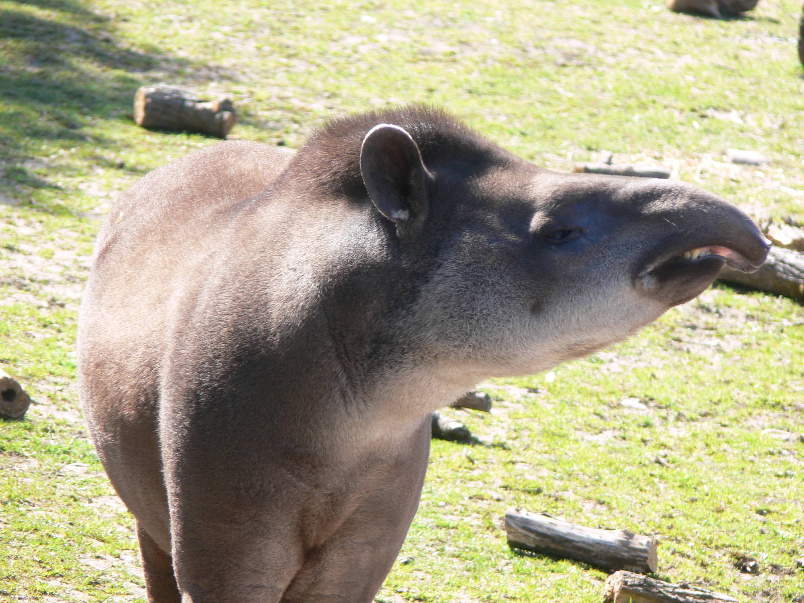Brazilian Tapir at Blackpool Zoo, 26/05/13