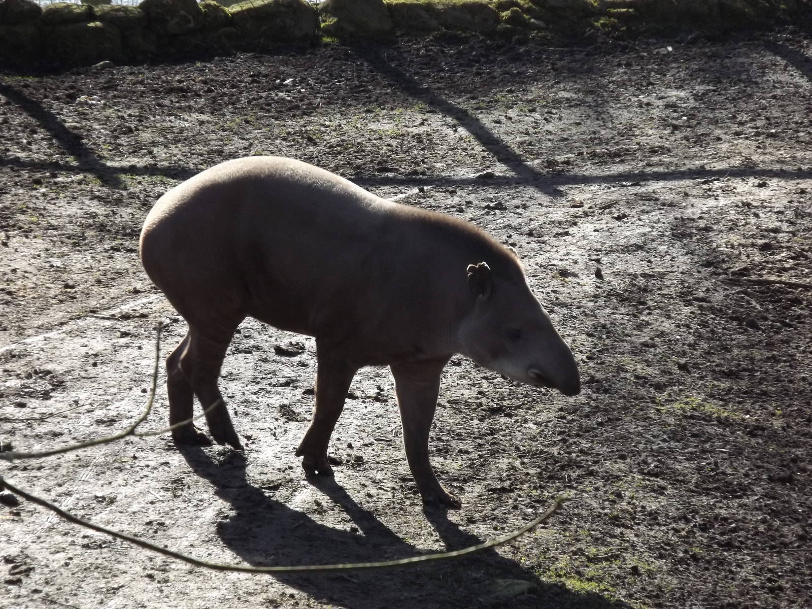Brazilian tapir at Flamingoland 19/02/12