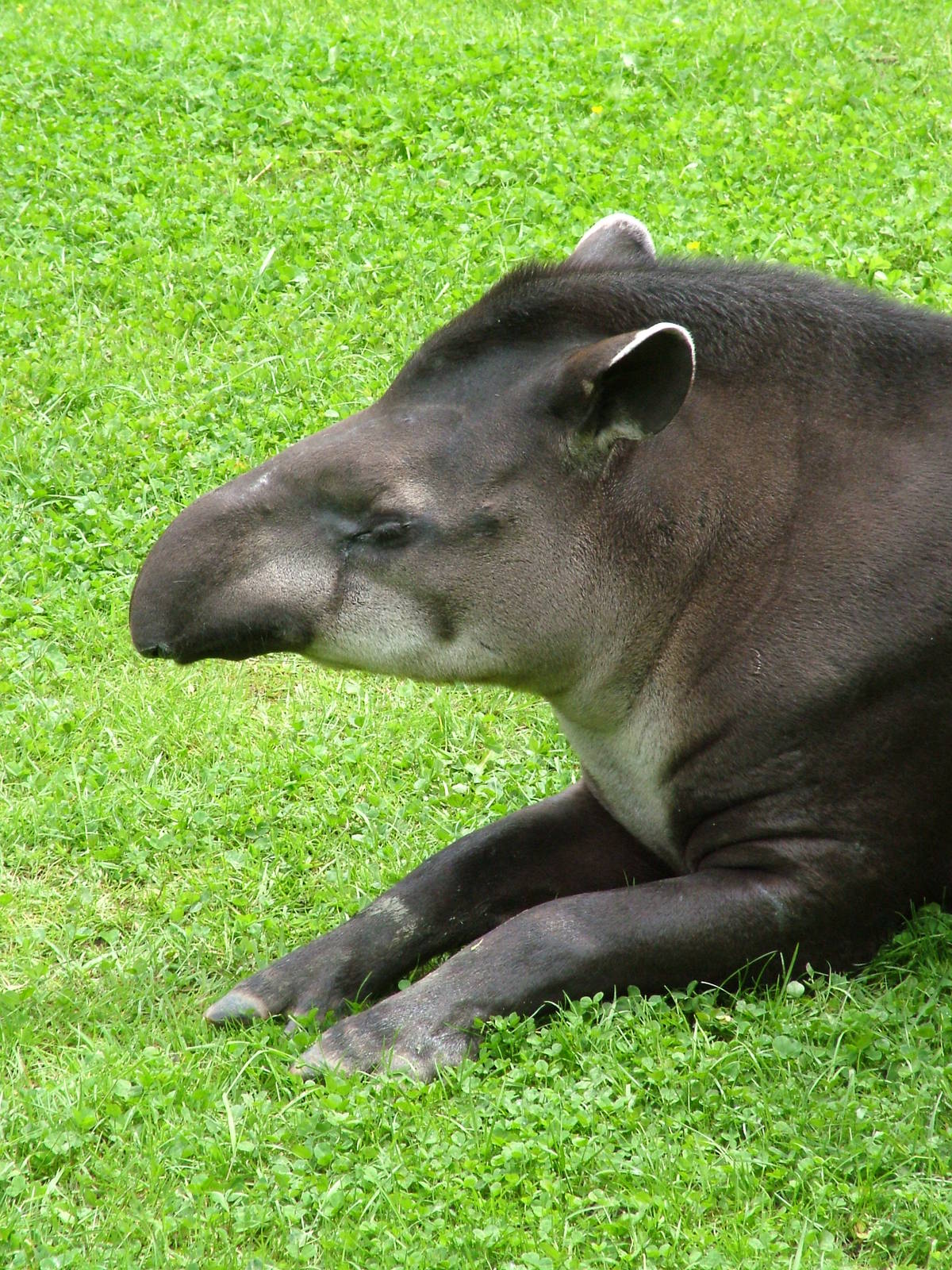 Brazilian Tapir at Jihlava, 31/05/10