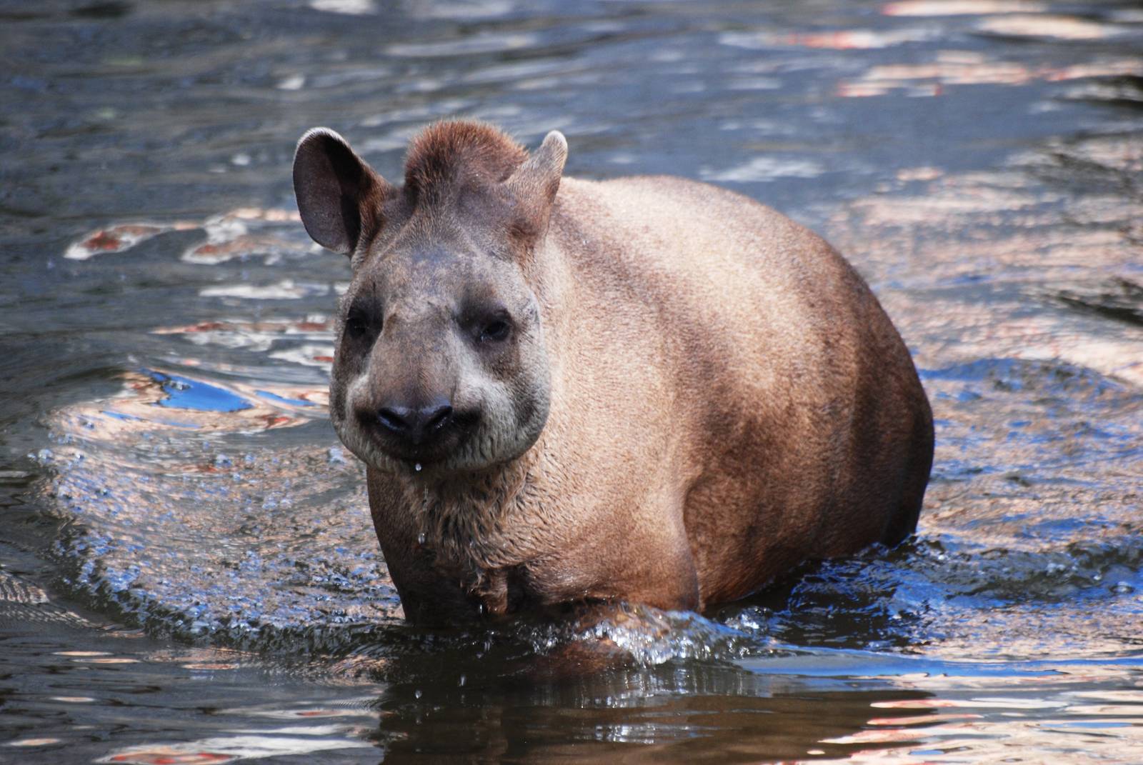 Brazilian Tapir at Pairi Daiza, 31/08/14