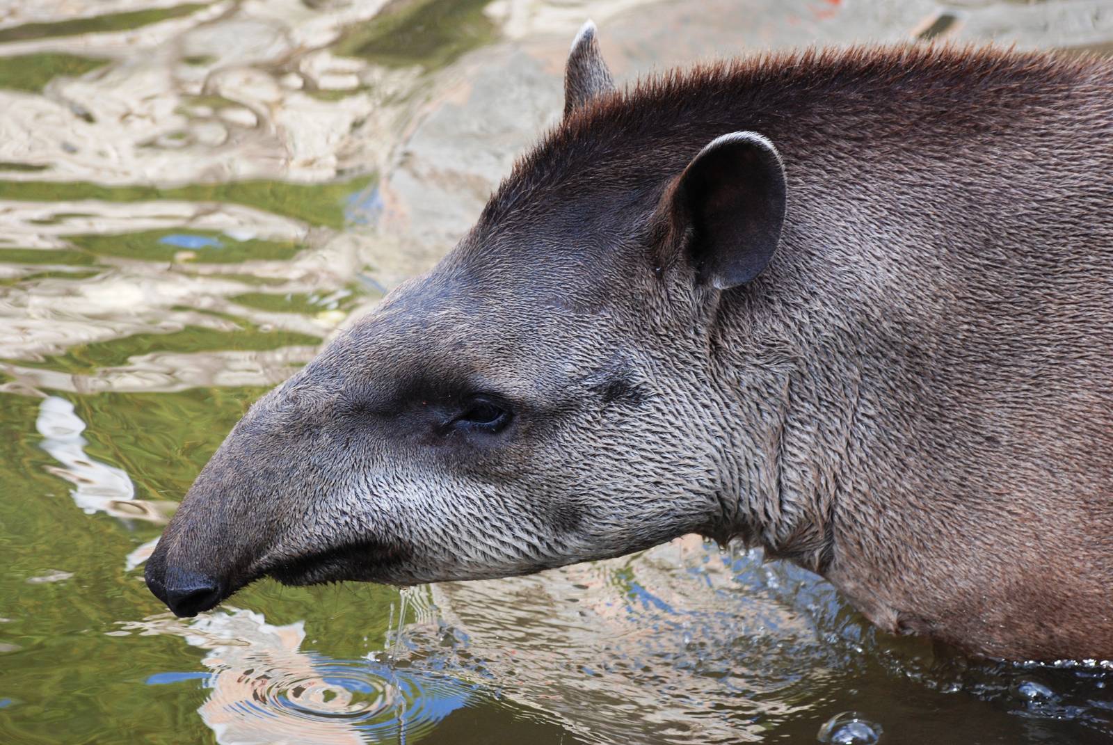 Brazilian Tapir at Pairi Daiza, 31/08/14