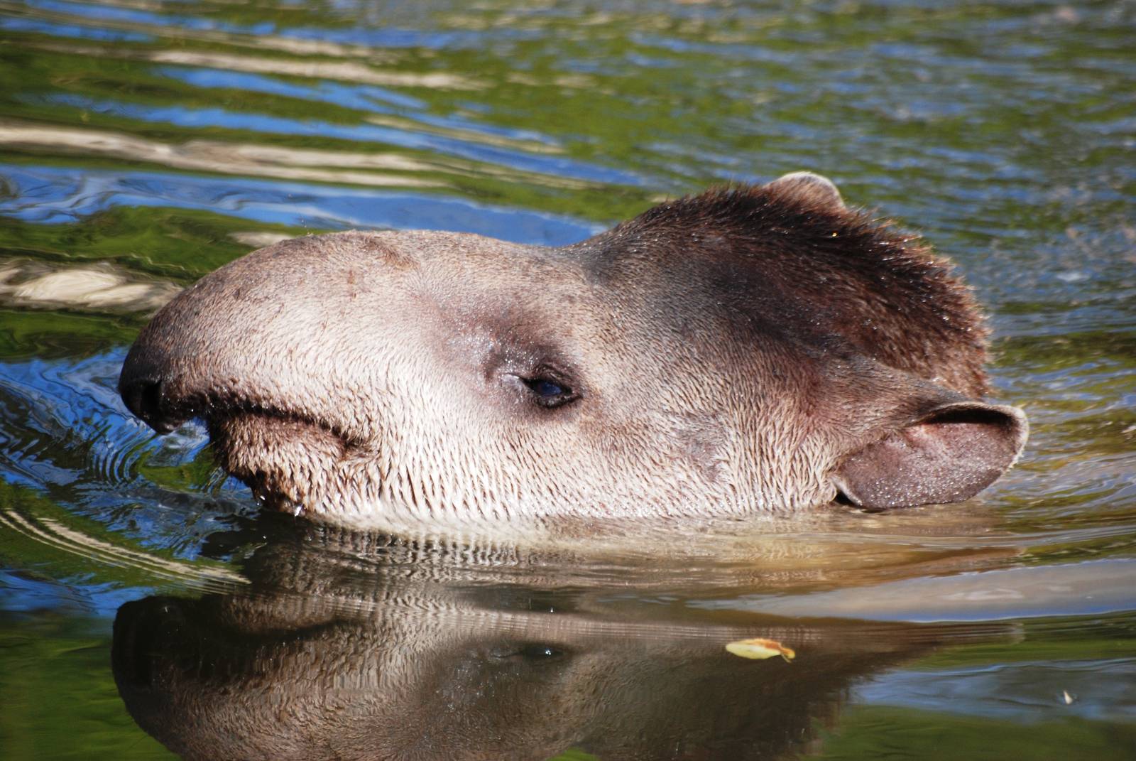 Brazilian Tapir at Pairi Daiza, 31/08/14