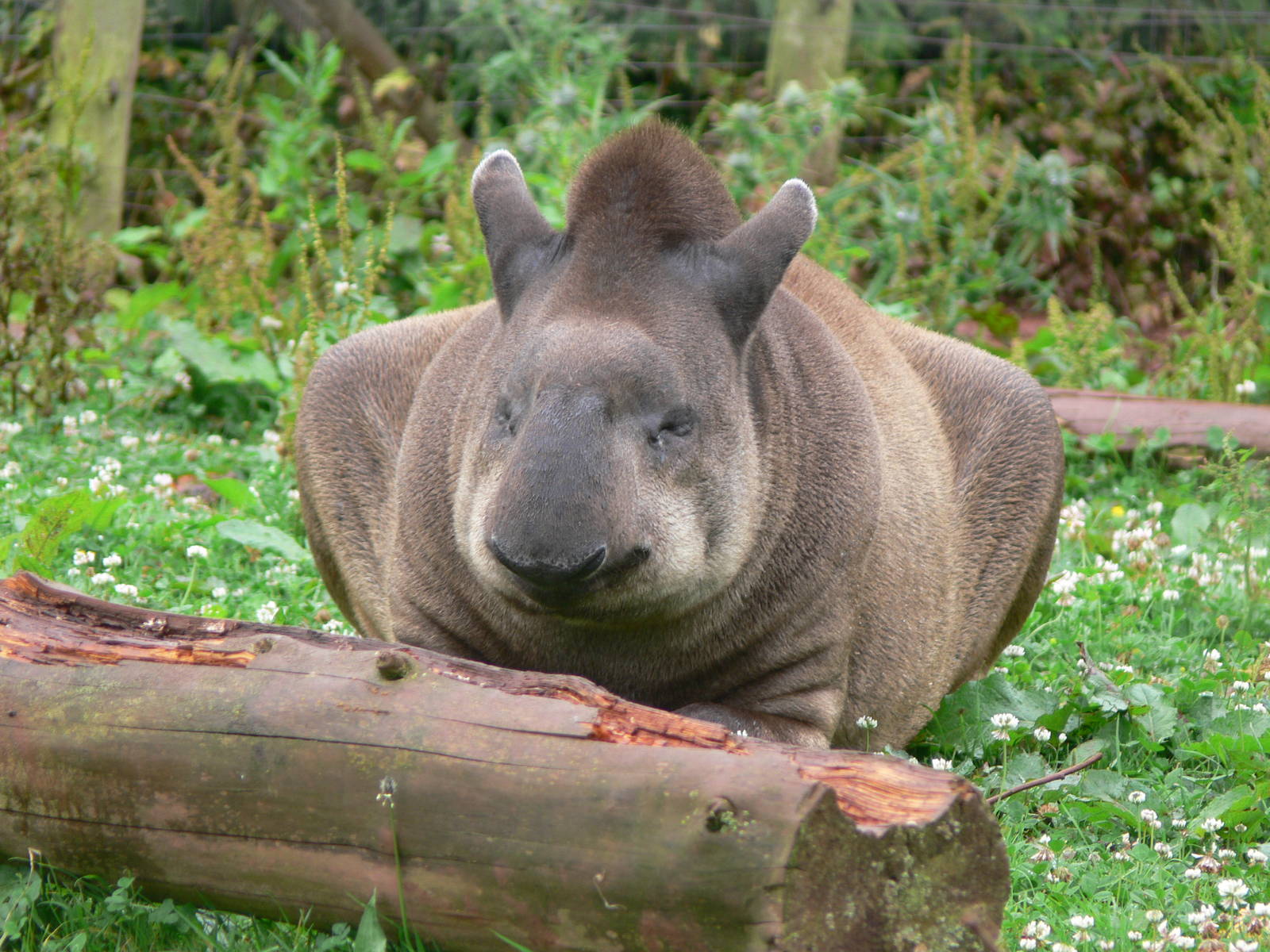 Brazilian Tapir at South Lakes, 04/07/14