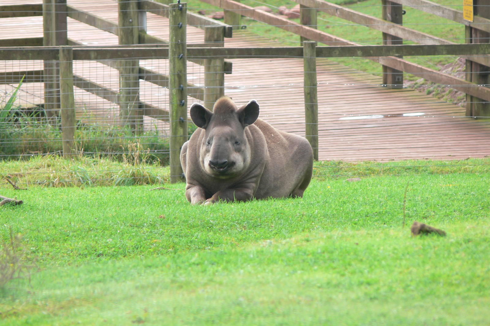 Brazilian Tapir at South Lakes, 11/10/14