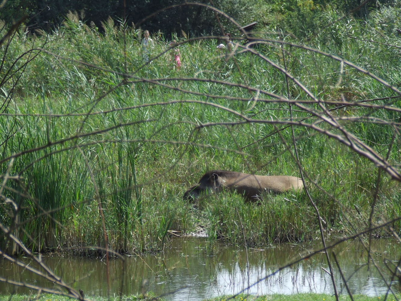 Brazilian Tapir at the 'Pantanal' @ Szeged Zoo, Hungary