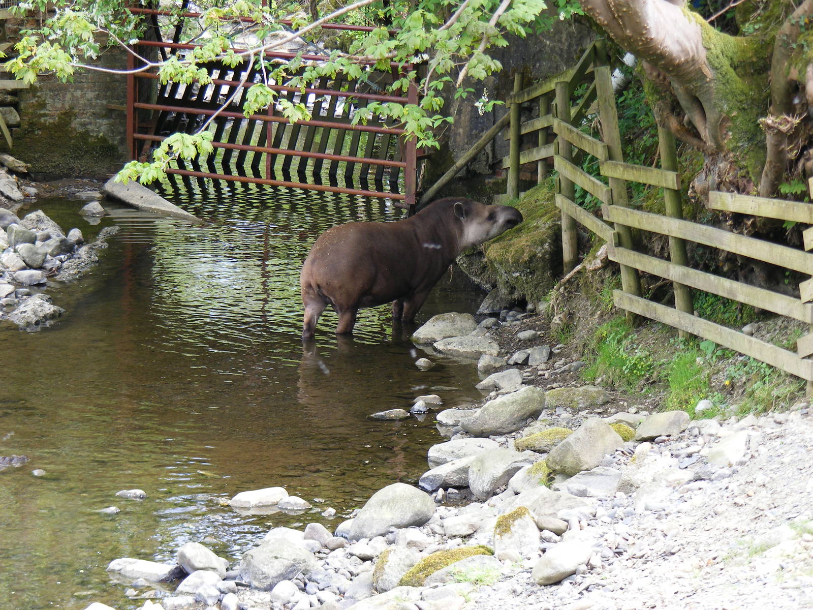 Brazilian tapir at Trotters World of Animals, 15 May 2010