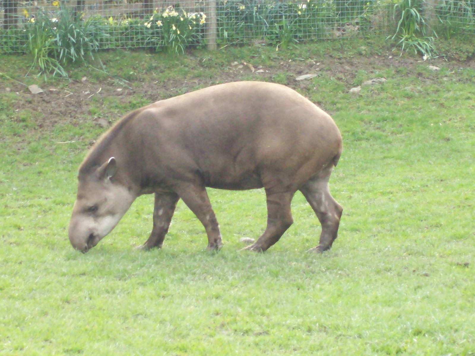 brazilian tapir at trotters world of animals