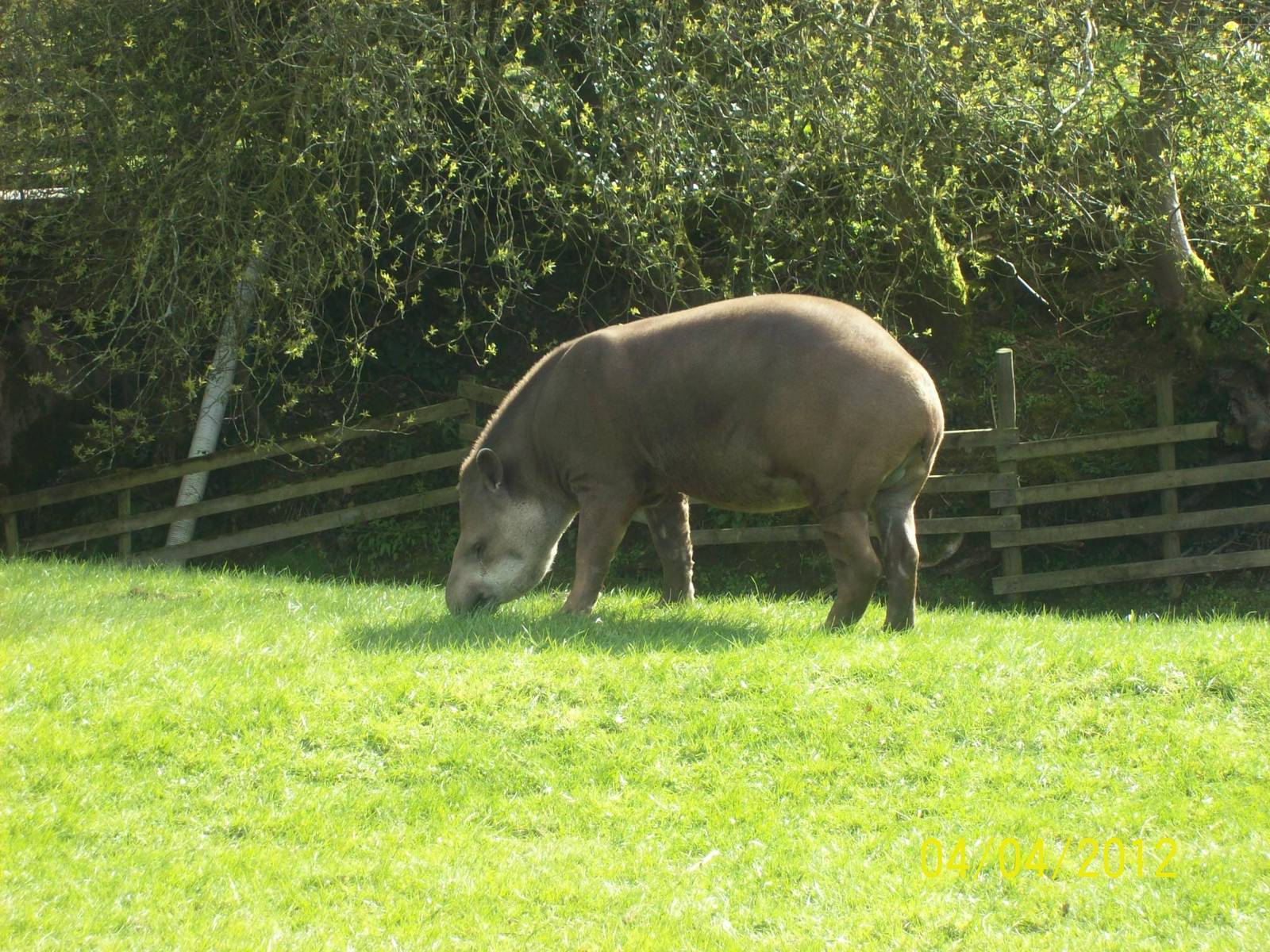brazilian tapir at trotters world of animals